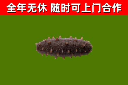 道孚烟酒回收干海参.jpg